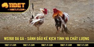 WS168 đá gà