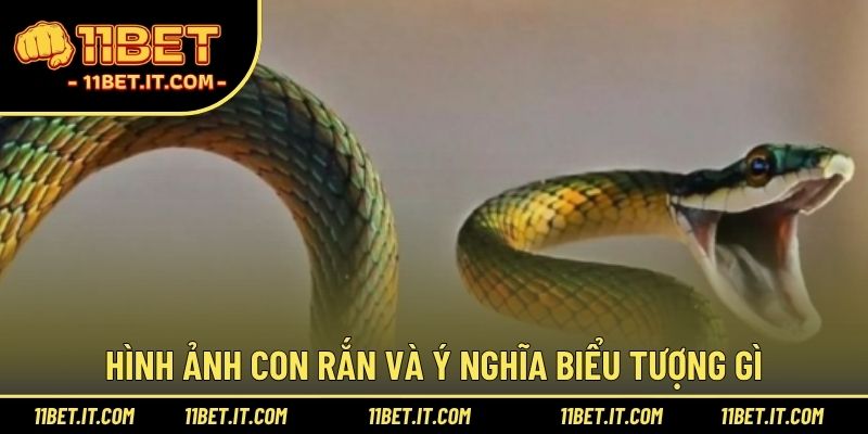 Hình ảnh con rắn và ý nghĩa biểu tượng gì